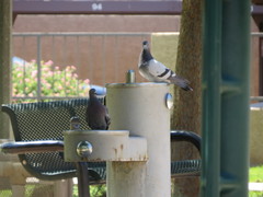 Columba livia domestica