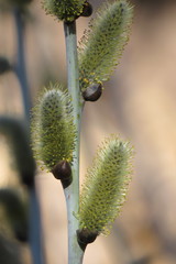 Salix irrorata