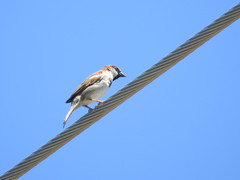 Passer domesticus