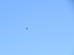 Trochilidae