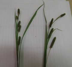 Carex shortiana