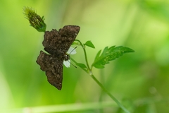 Staphylus