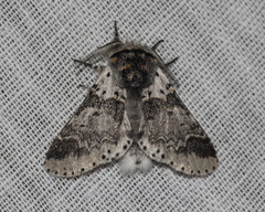 Furcula occidentalis