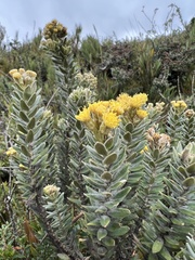 Monticalia ledifolia