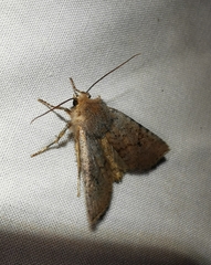 Conistra staudingeri