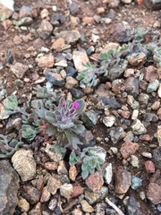Collomia diversifolia