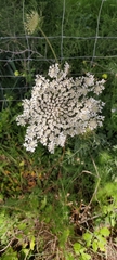 Daucus carota