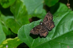 Lepidoptera