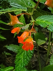 Begonia longirostris