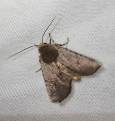 Conistra staudingeri