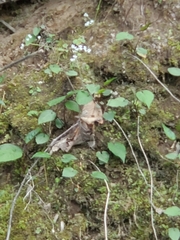 Micranthes virginiensis