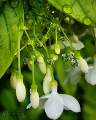 Wrightia religiosa