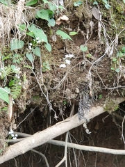 Micranthes virginiensis