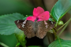 Celaenorrhinus similis