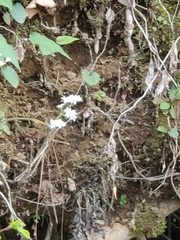 Micranthes virginiensis