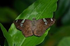 Celaenorrhinus similis