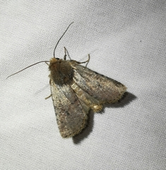 Conistra staudingeri