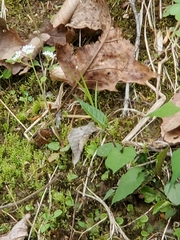 Micranthes virginiensis