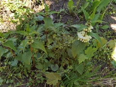Lamium album
