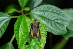 Lychnuchoides ozias