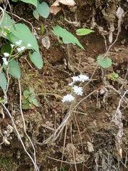 Micranthes virginiensis