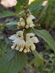 Lamium album