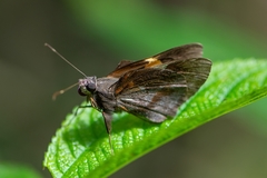 Lychnuchoides ozias