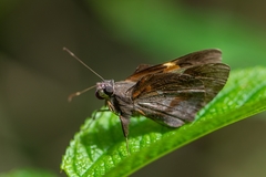 Lychnuchoides ozias