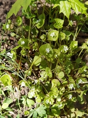Claytonia perfoliata