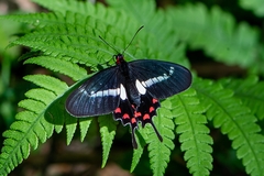 Parides agavus