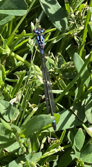 Zoniagrion exclamationis
