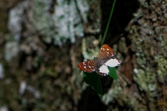 Ithomiola nepos