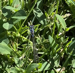 Zoniagrion exclamationis