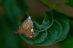 Phaeochlaena lampra