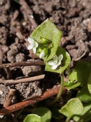 Claytonia perfoliata