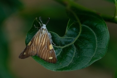 Phaeochlaena lampra