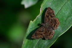 Lepidoptera