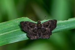 Staphylus