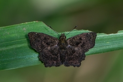Staphylus