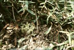Acrotriche prostrata