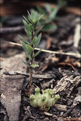 Acrotriche prostrata