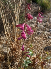Penstemon bicolor roseus