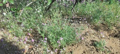 Cryptantha microstachys