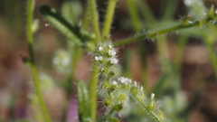 Cryptantha microstachys