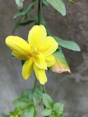 Chrysojasminum humile