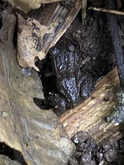 Amphibia