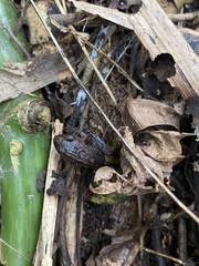 Amphibia