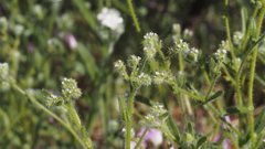Cryptantha microstachys