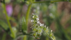 Cryptantha microstachys