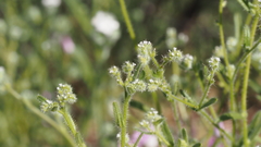 Cryptantha microstachys